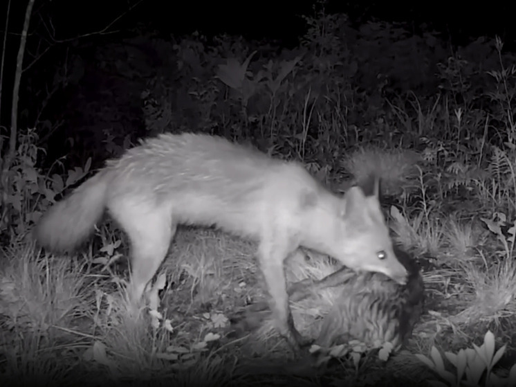 В Приамурье фотоловушка засняла рыжего хищника на охоте