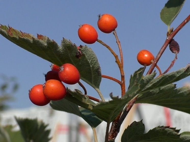 Волгоградский ботанический сад организовал «Экологическую продленку»