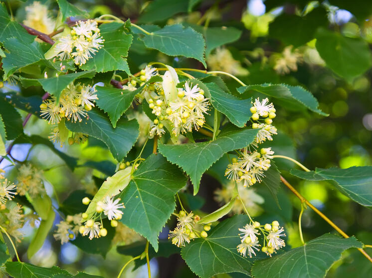 В Калуге идёт повторное озеленение