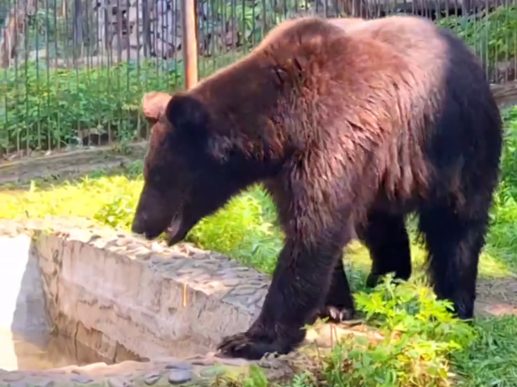 Новоселье: в зоосаде Хабаровска на одного крупного зверя стало больше