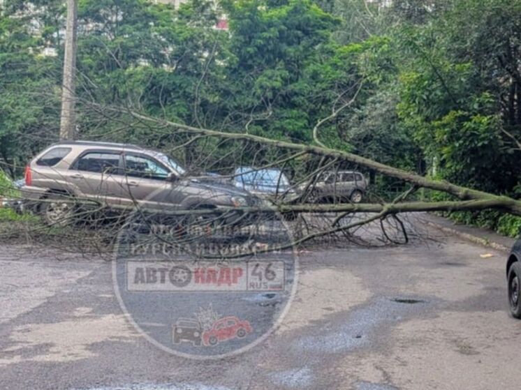В Курске дерево упало на автомобиль