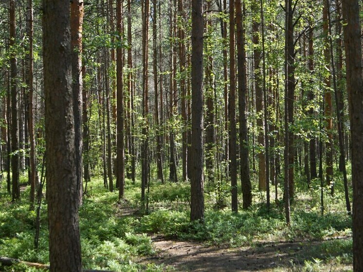 В Нижне-Свирском заповеднике обитают летающие белки-акробатки