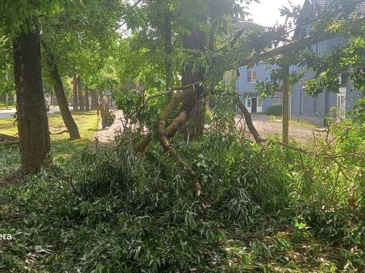 В Великих Луках шквалистый ветер повалил деревья