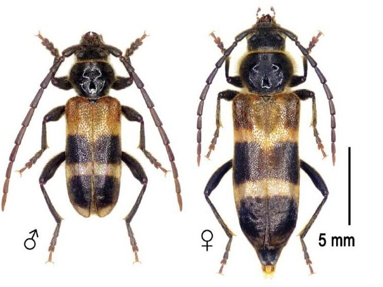 В Мариуполе нашли новый для Европы вид жука-вредителя