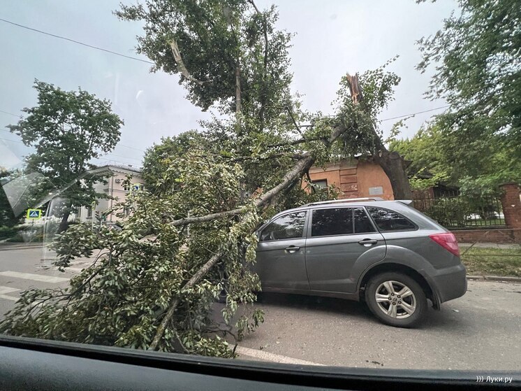 "Машинке больно": дерево упало на автомобиль в Великих Луках