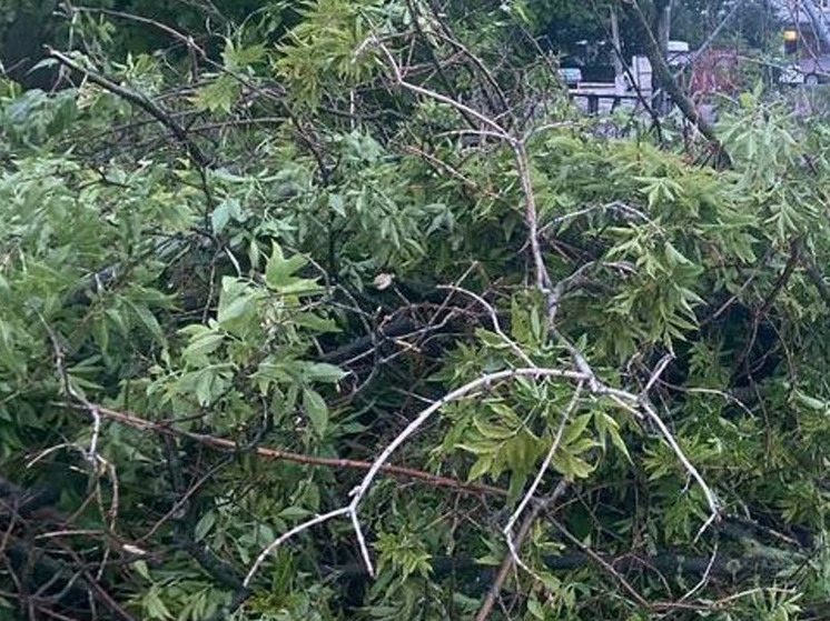 Во дворе на улице Новосёлов в Рязани дерево упало на припаркованную машину