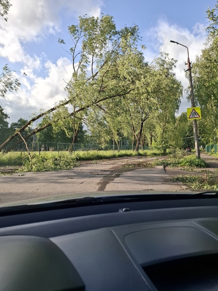 Несколько деревьев упали у стадиона лицея в Пскове