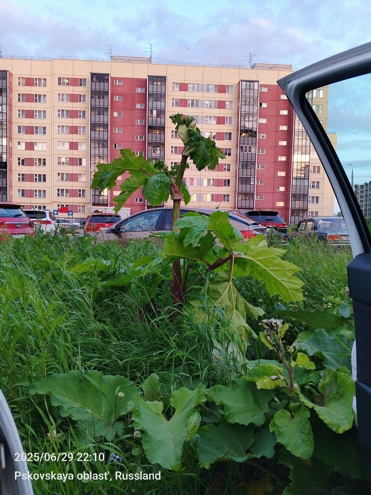 Царь-борщевик показал пскович. Растение каждый день встречает его на парковке