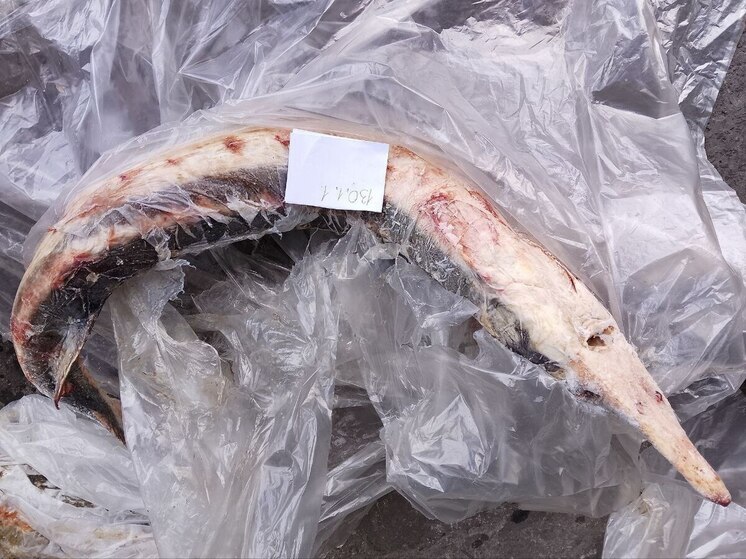 В Мариуполе задержали двоих жителей за незаконную добычу краснокнижной рыбы