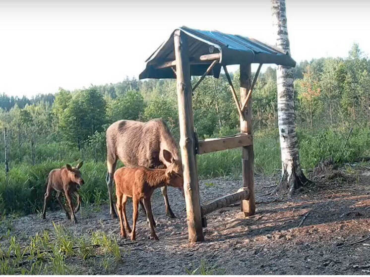 В лесах Марий Эл растет поголовье лосей