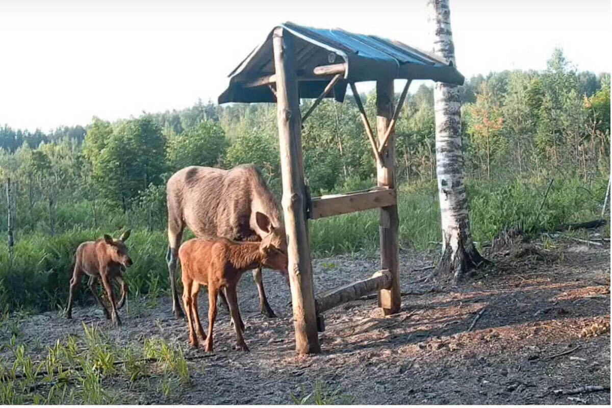 В лесах Марий Эл растет поголовье лосей