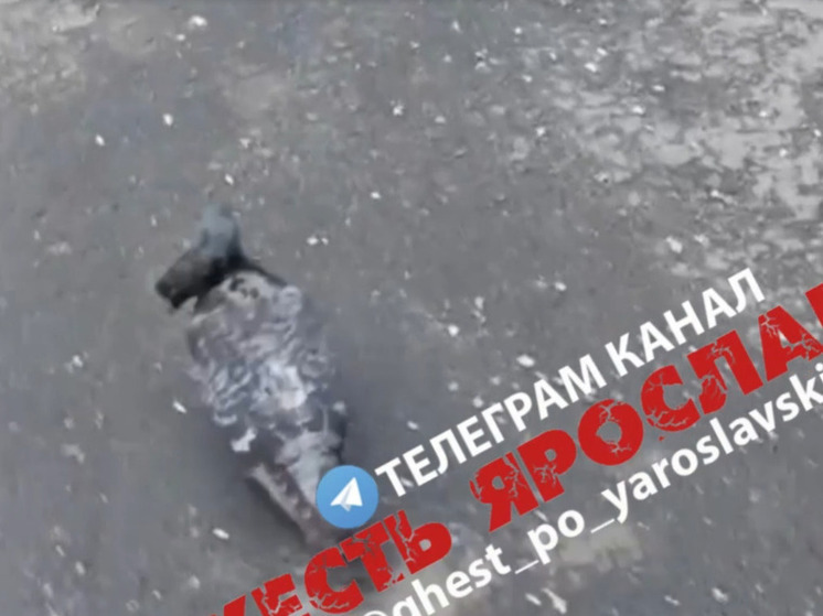 В Ярославле заметили двухголового голубя
