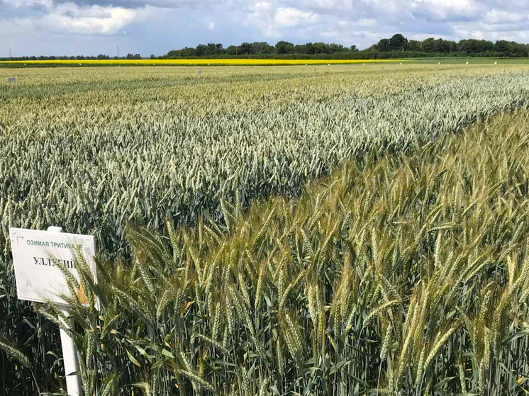 Производители сельскохозяйственной продукции из Липецкой области узнали о новых сортах пшеницы, выведенных в России