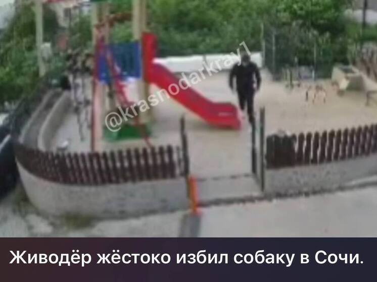 В отношении живодёра из Кемеровский области, избившего собаку в Сочи, составили протокол