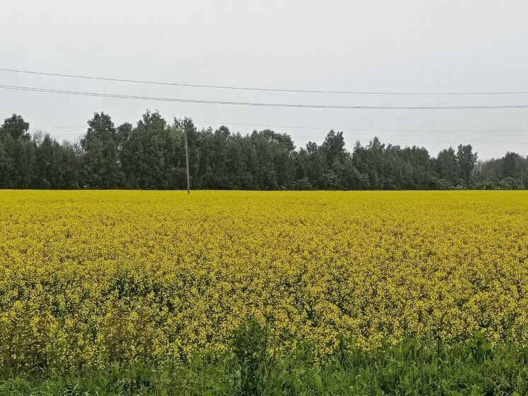 Брянцам на заметку: в июле ожидается сразу пять магнитных бурь