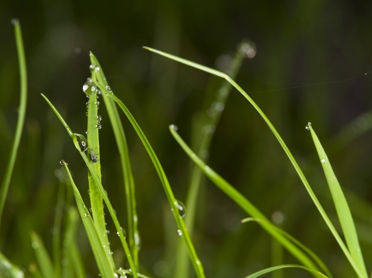 Что можно и нельзя делать 1 июля 2025 года: народные приметы и традиции в Ярилин день