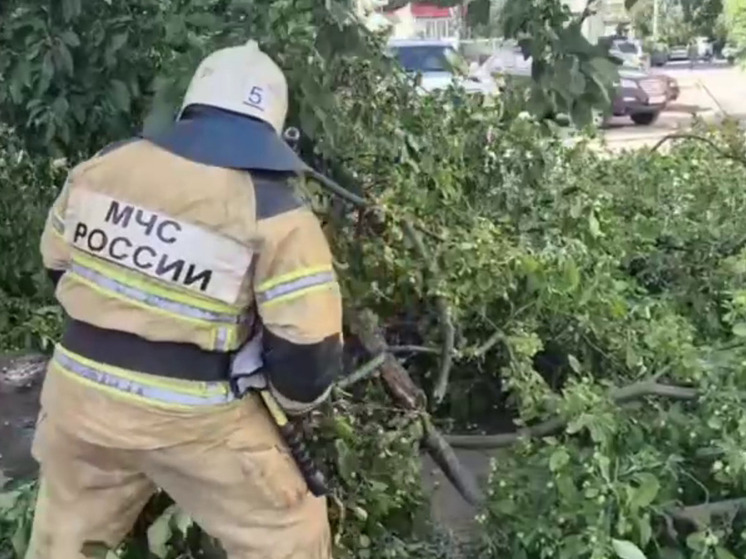 В Курской области сильный ветер повалил 25 деревьев