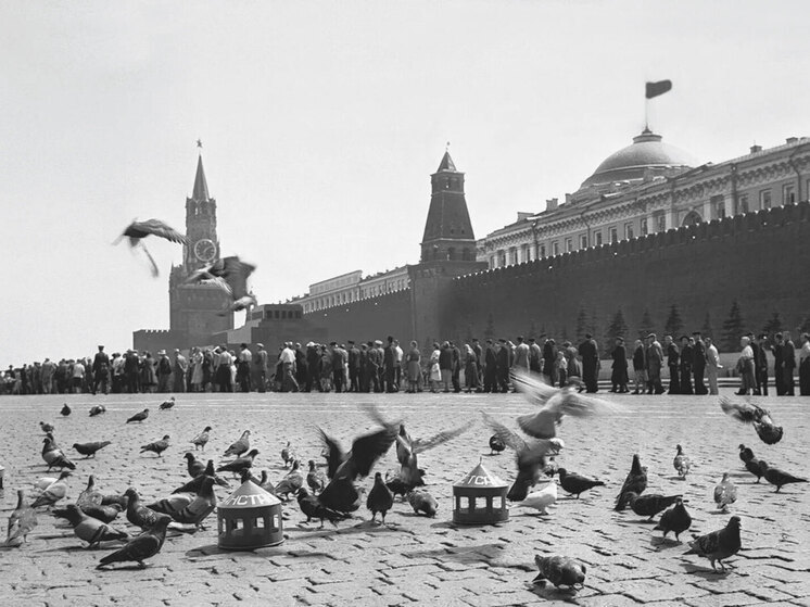 При слове «голубь» в Москве нынче принято слегка морщиться: фу, мол, пернатая крыса