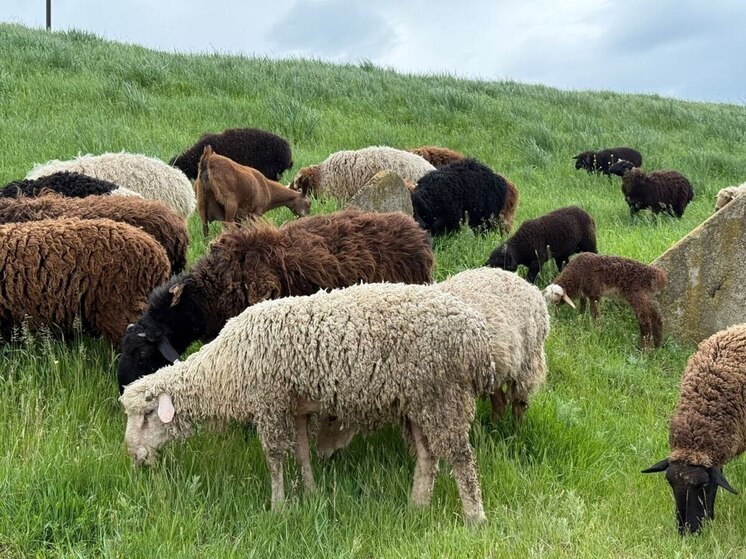 На Ставрополье строят крупный овцеводческий племенной комплекс