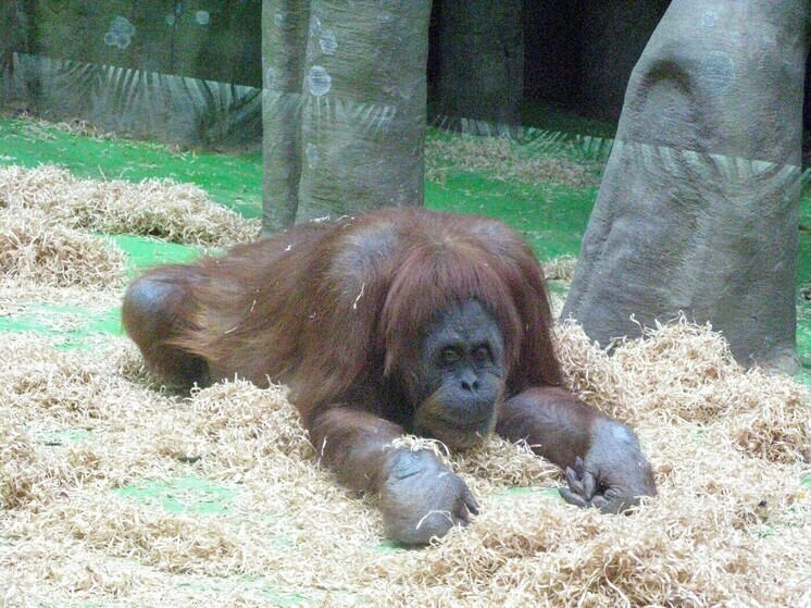 Ухудшилось состояние орангутанга из парка Тайган, которому студентка дала покурить вейп.