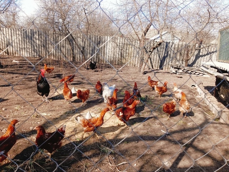 Белгородец занялся производством и продажей куриных яиц благодаря господдержке