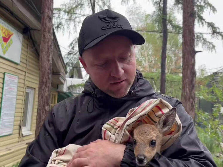Спасенный волонтерами косуленок будет наблюдаться в Читинском зоопарке