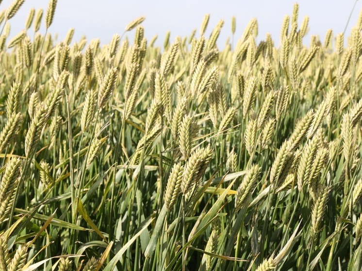 На Ставрополье пресекли попытку незаконного получения сельхозземель