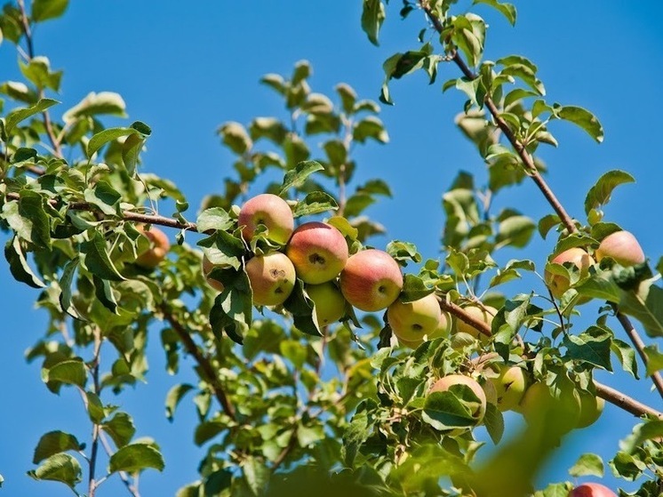 Волгоградским дачникам рассказали, как нарезать черенки плодовых деревьев