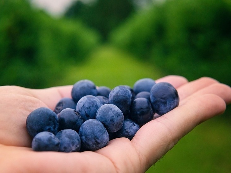 «Калужские засеки»  соблазняют калужан урожаем черники