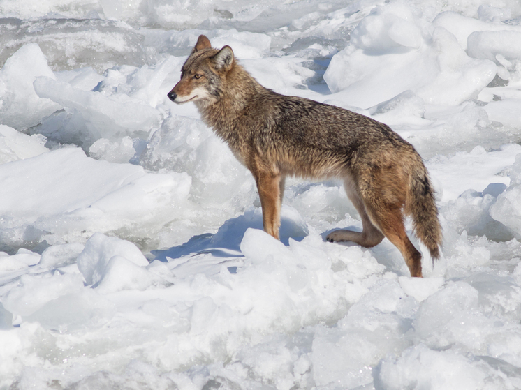 Пара койотов покорила сердца жителей Нью-Йорка