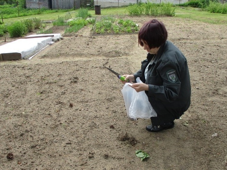 17 карантинных фитосанитарных зон упразднили в Псковской области