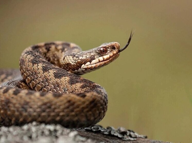 В Находке чёрные змеи заползают в дома местных жителей и пугают их