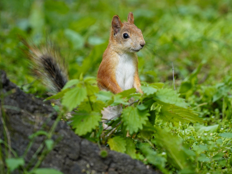  Зеленое благоустройство становится новым стандартом в жилых проектах
