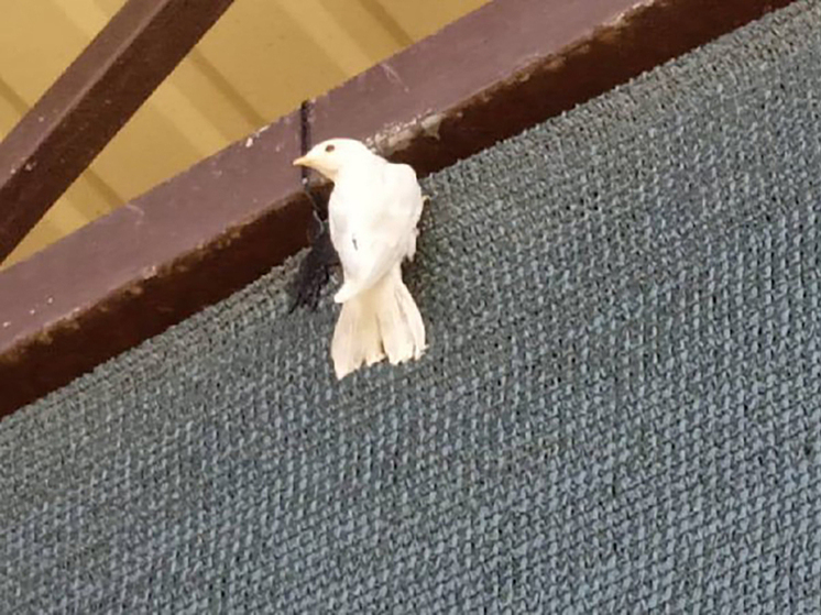 Редкая ласточка-альбинос поселилась в Ингушетии