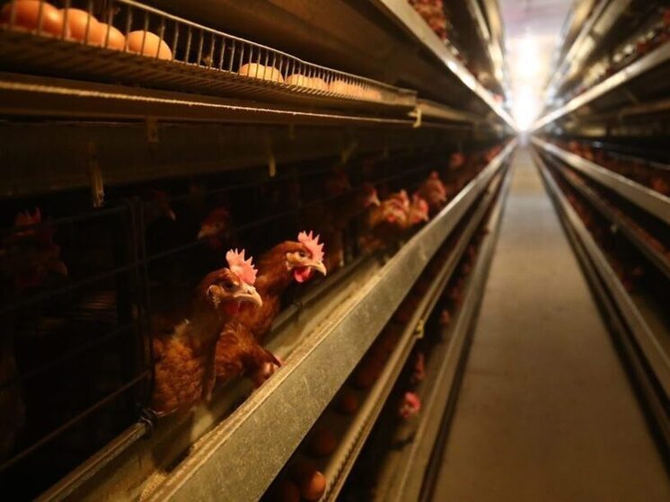 Волгоградскую птицефабрику оштрафовали за некачественное мясо кур