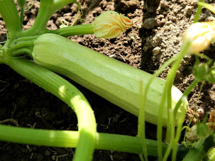 Специалисты рассказали, какие овощи нужно включить в июле в свой рацион