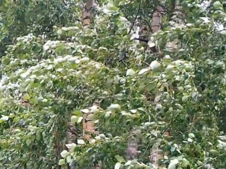 Несколько деревьев из-за непогоды упали в столице и Подмосковье