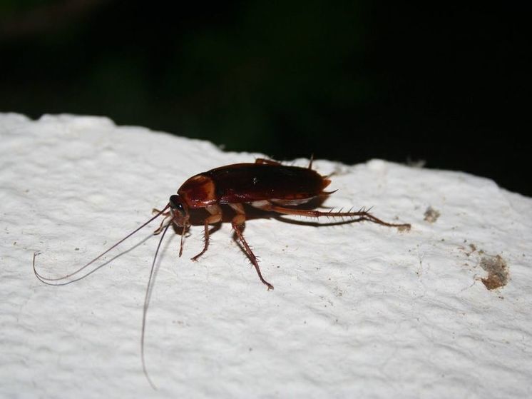 В Индии спасли мужчину, три года жившего в захламленной квартире