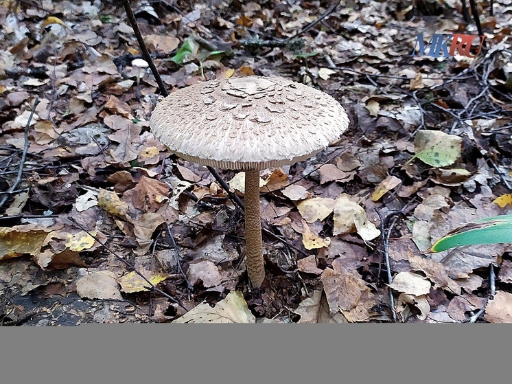 Бывший лесничий из Людинова четыре года пробудет за решёткой