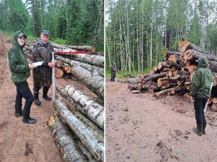 У будущих ленинградских лесоводов началась производственная практика