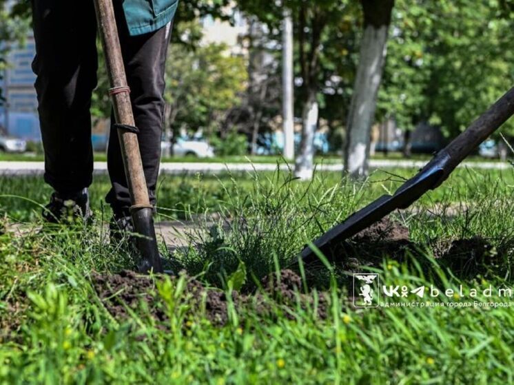 «Улучшат экологию»: на проспекте Ватутина Белгорода высадят 48 кленов