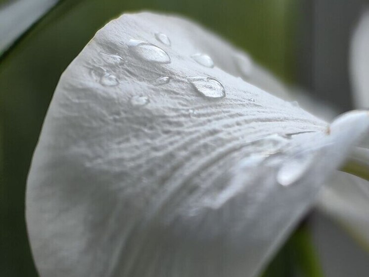Дождливо и ветрено 2 июля в Хабаровске и крае