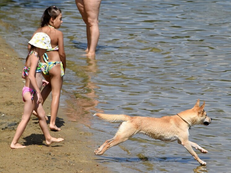 Abogado Khaminsky: A partir del 1 de septiembre estará prohibido pasear mascotas por las playas