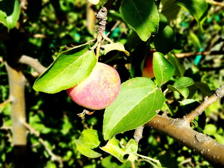 Точная дата известна: когда в Центральную Россию вернётся летнее тепло - новый прогноз Вильфанда
