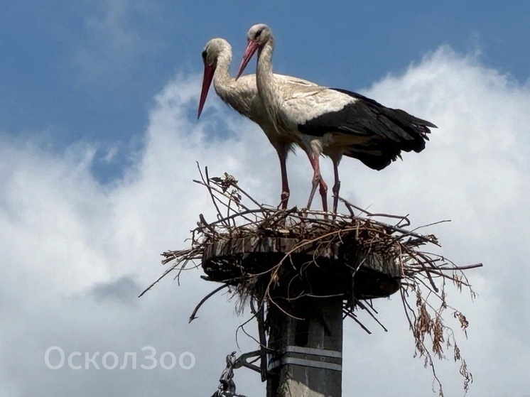В Старооскольский зоопарк прилетели гнездиться аисты