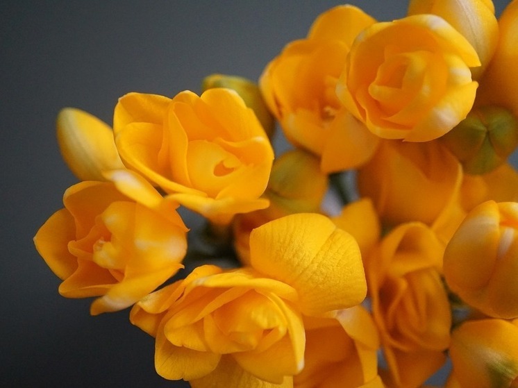 Посадите сейчас, чтобы сад сиял осенью: цветы, которые будут радовать вас до ноября