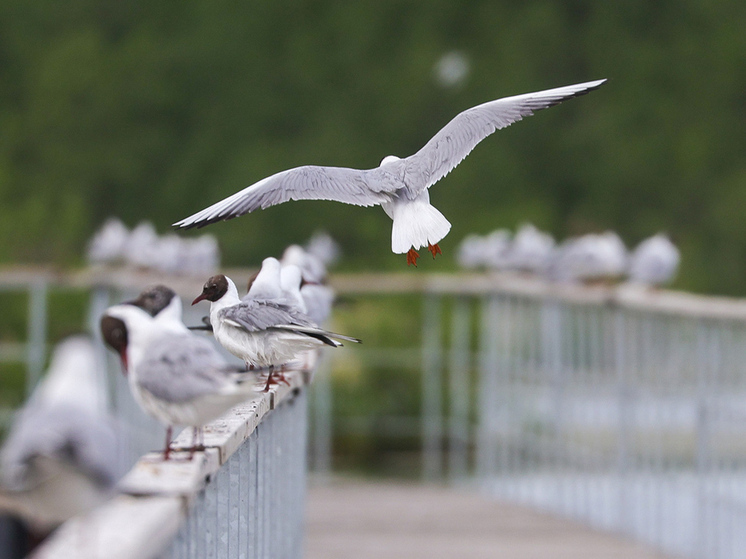 Эксперты обнаружили, что в России в ближайшие 5 лет не предусмотрено создание новых особо охраняемых природных территорий