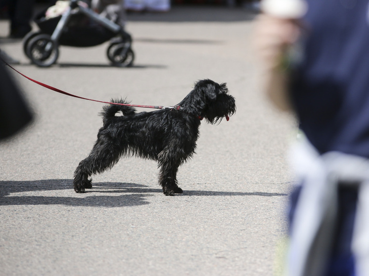 "Москва 24": в столице комфортнее, чем в других городах РФ, жить с собакой