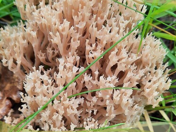 Калужанам рассказали про необычный съедобный гриб