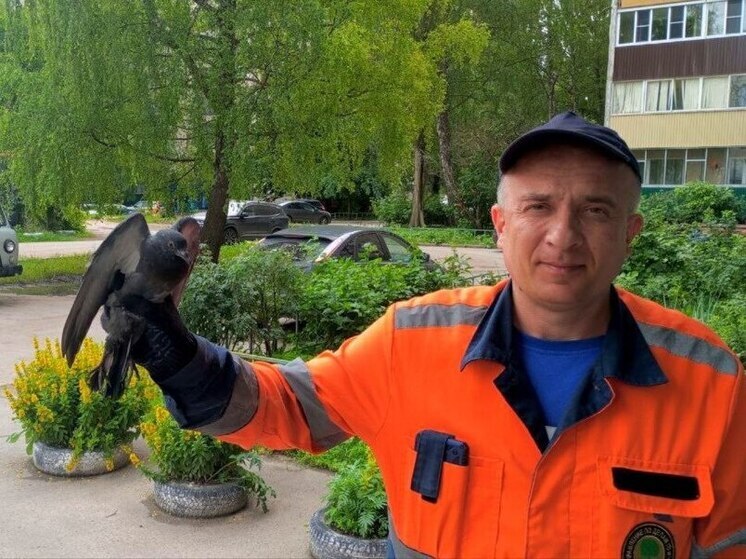 Липецкие спасатели эвакуировали голубя, поселившегося в вытяжке жилого дома